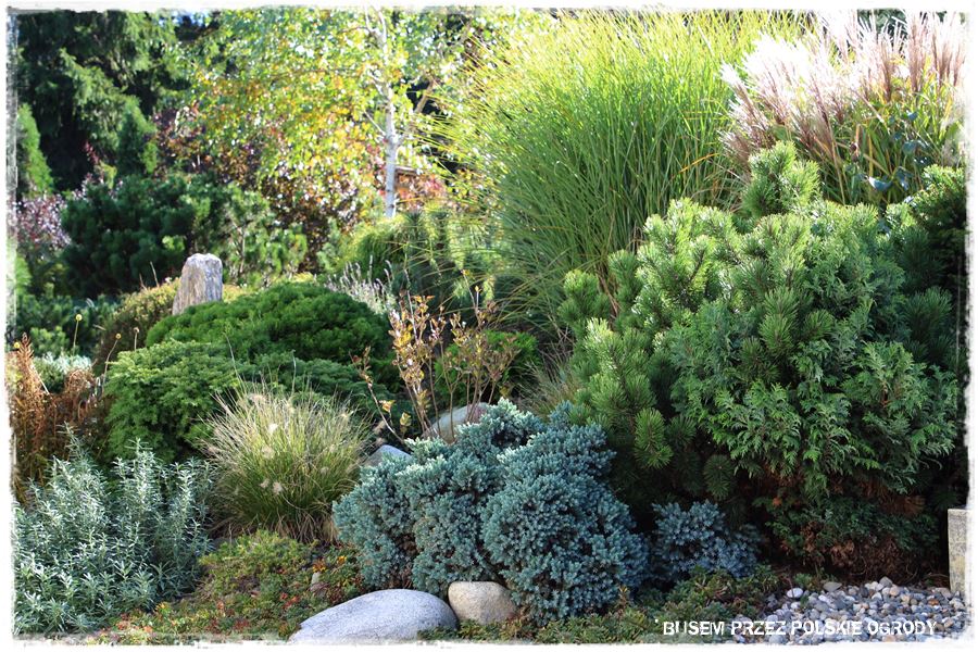 Rośliny odporne na suszę 31