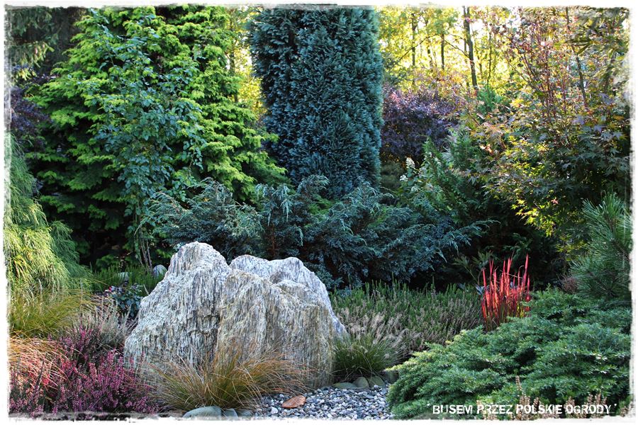 Rośliny odporne na suszę 32