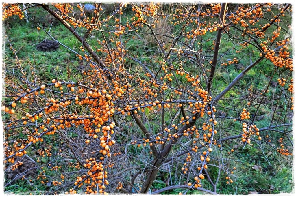 Rośliny odporne na suszę 38