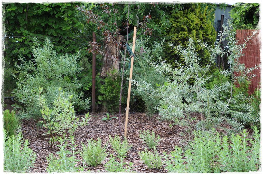 Rośliny odporne na suszę 38a