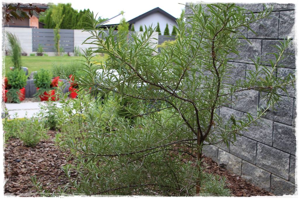 Rośliny odporne na suszę 38b