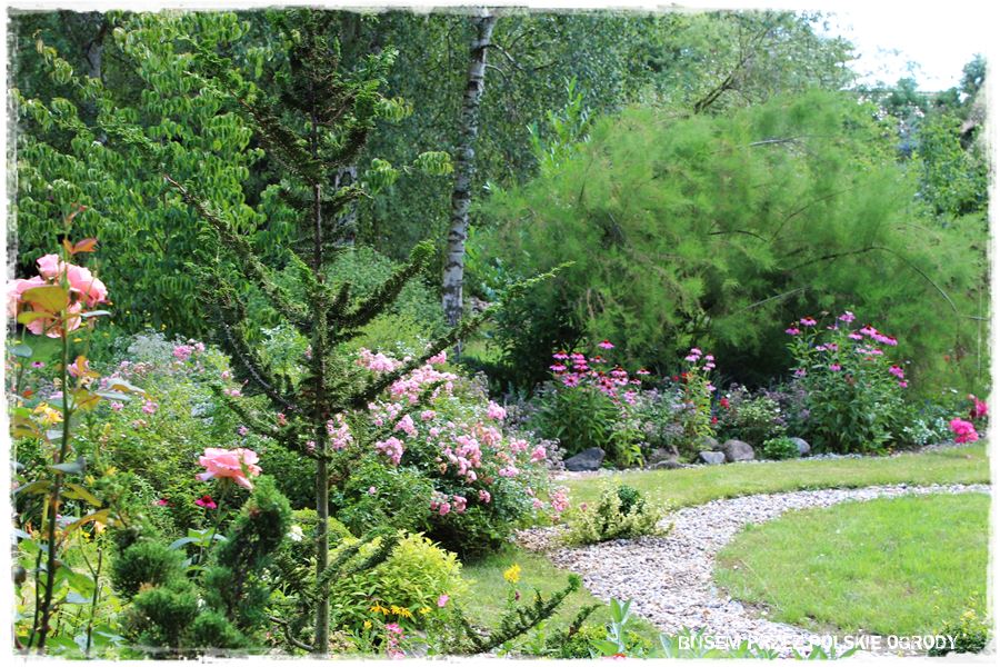 Rośliny odporne na suszę 39