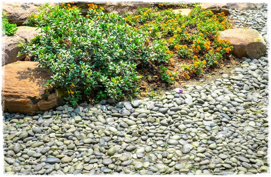 Rośliny odporne na suszę 4