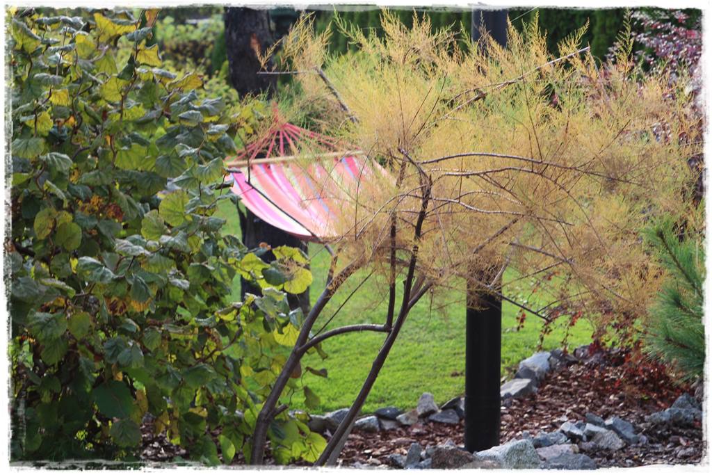 Rośliny odporne na suszę 40