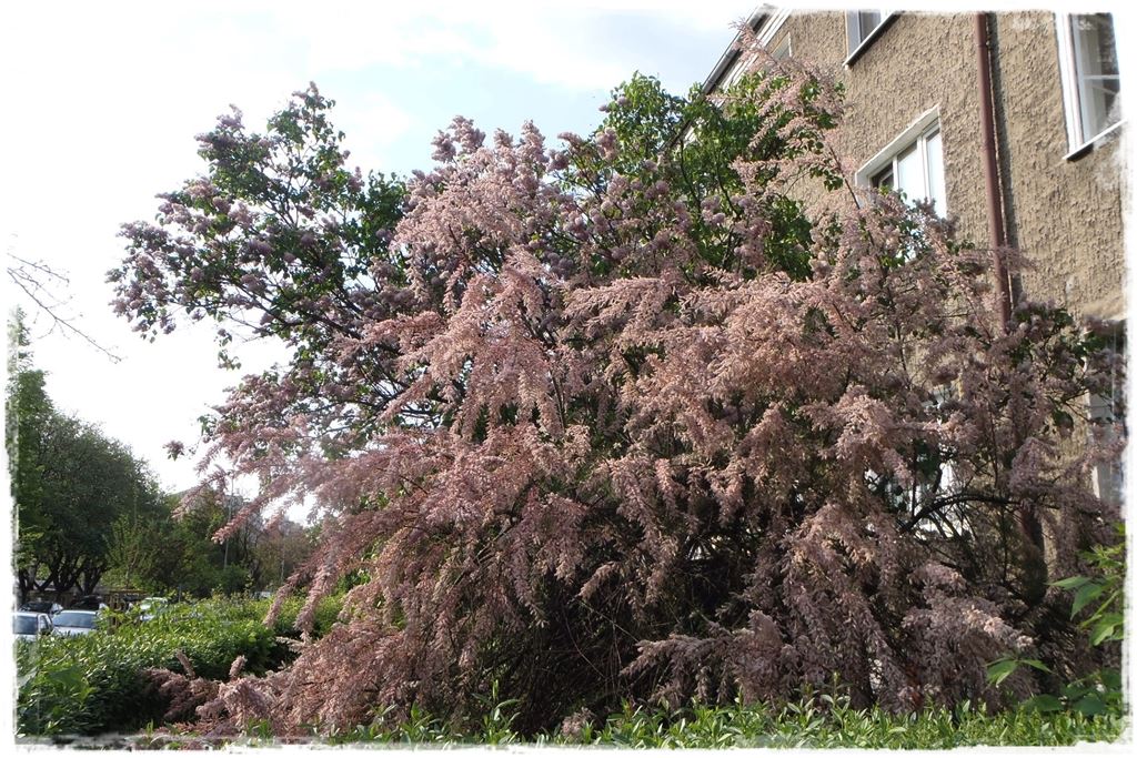 Rośliny odporne na suszę 41