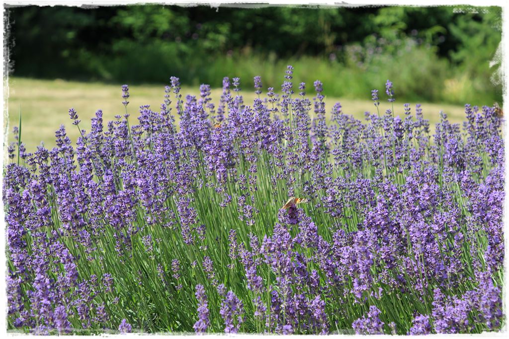 Rośliny odporne na suszę 42