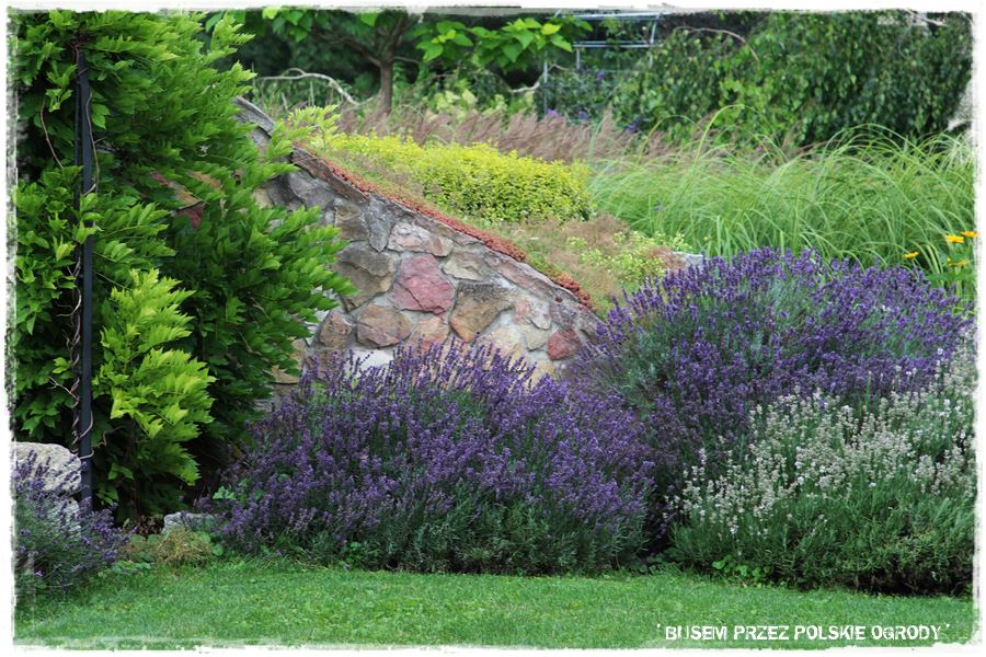 Rośliny odporne na suszę 44