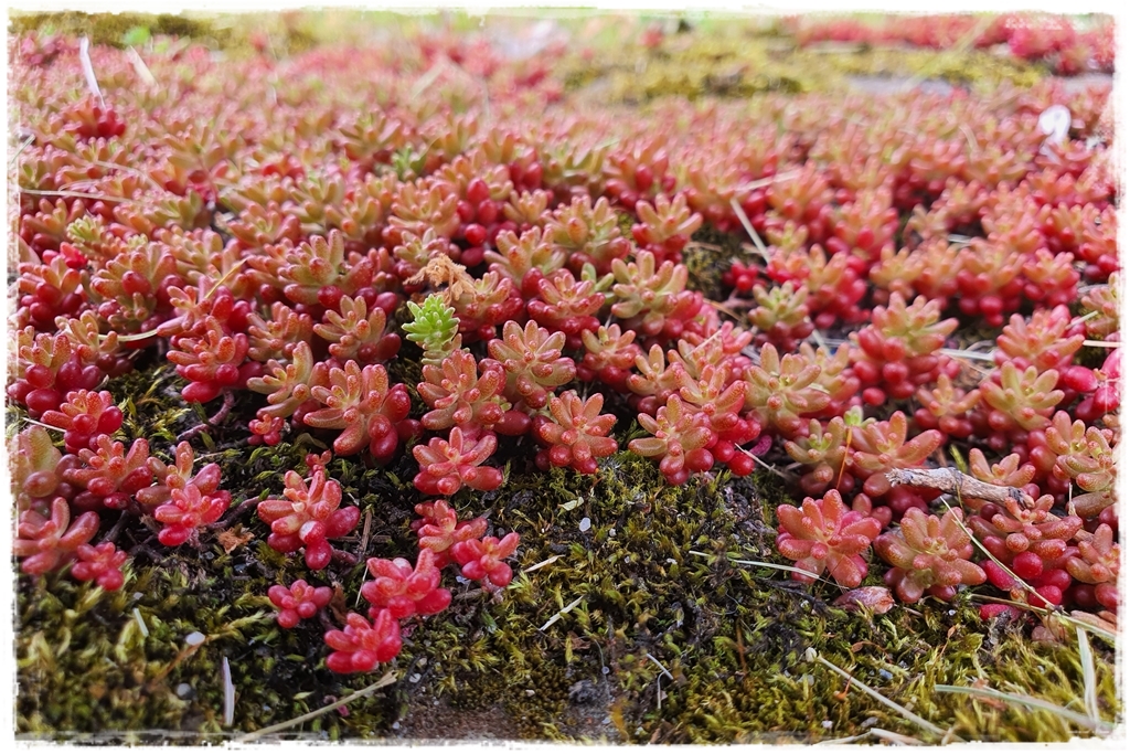 Rośliny odporne na suszę 5