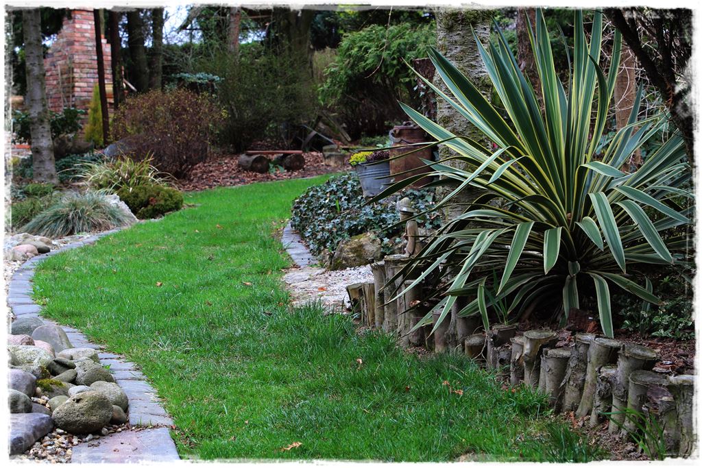 Rośliny odporne na suszę 50