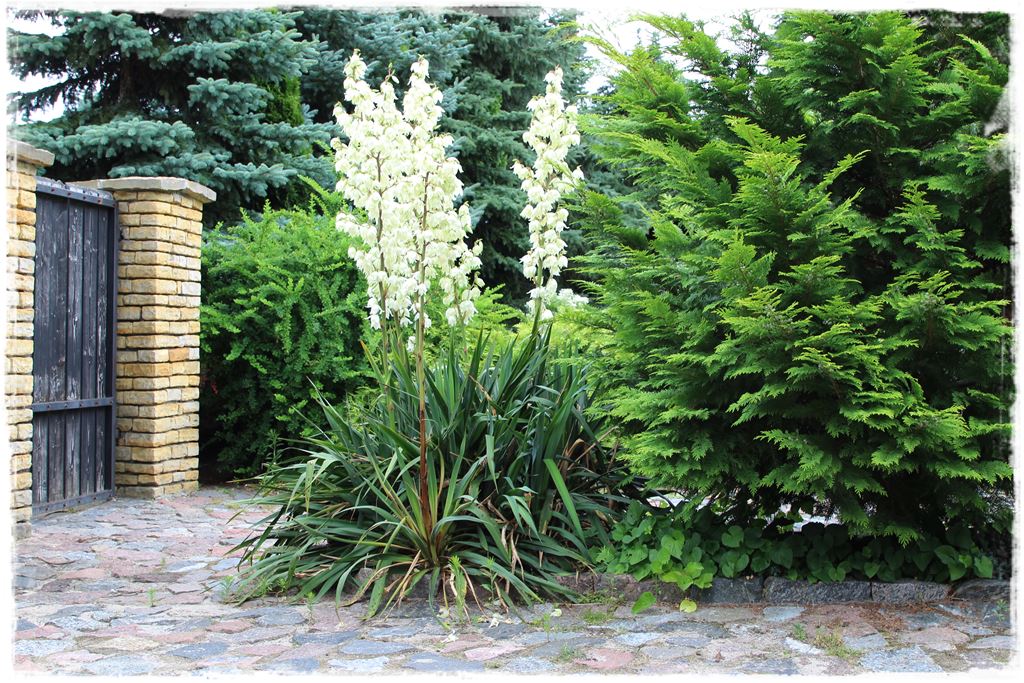 Rośliny odporne na suszę 52