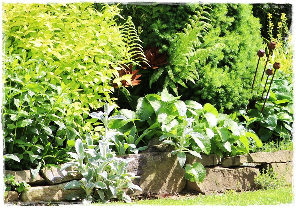 Rośliny odporne na suszę 54