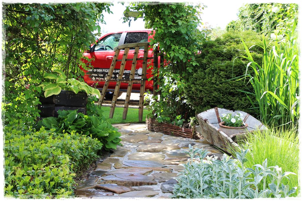 Rośliny odporne na suszę 55