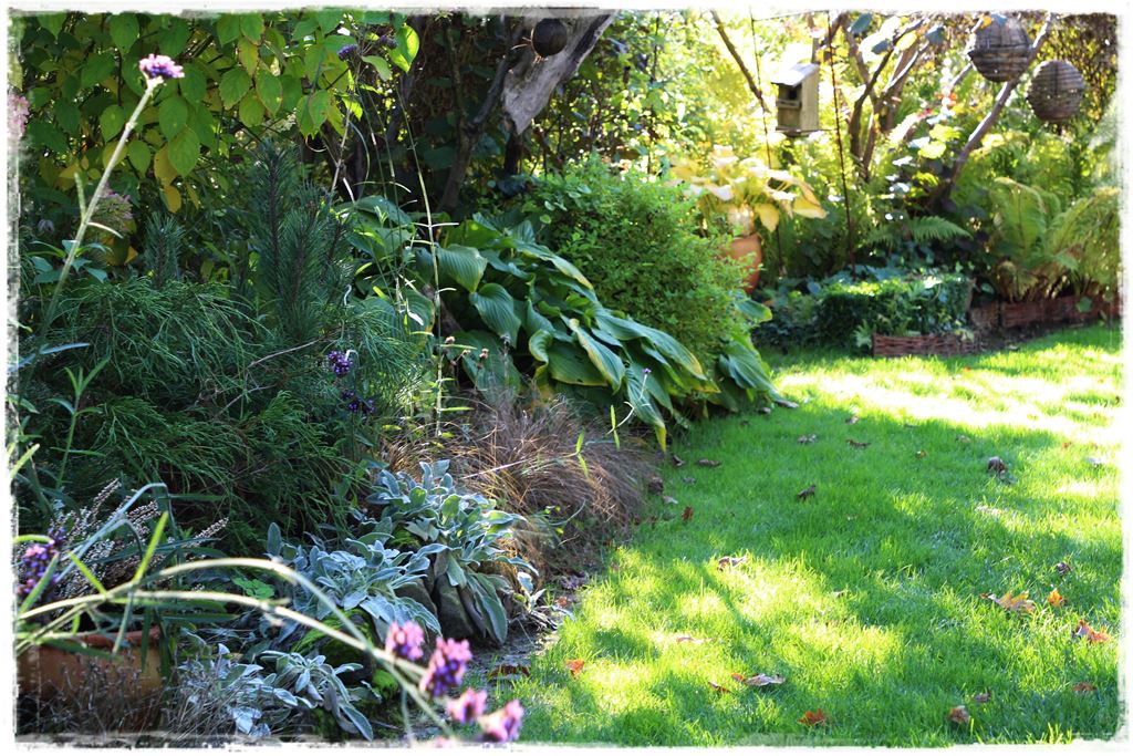 Rośliny odporne na suszę 56