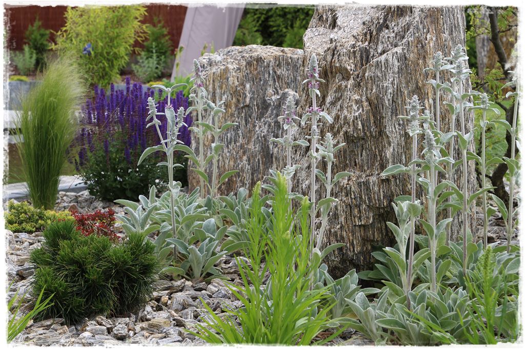 Rośliny odporne na suszę 57