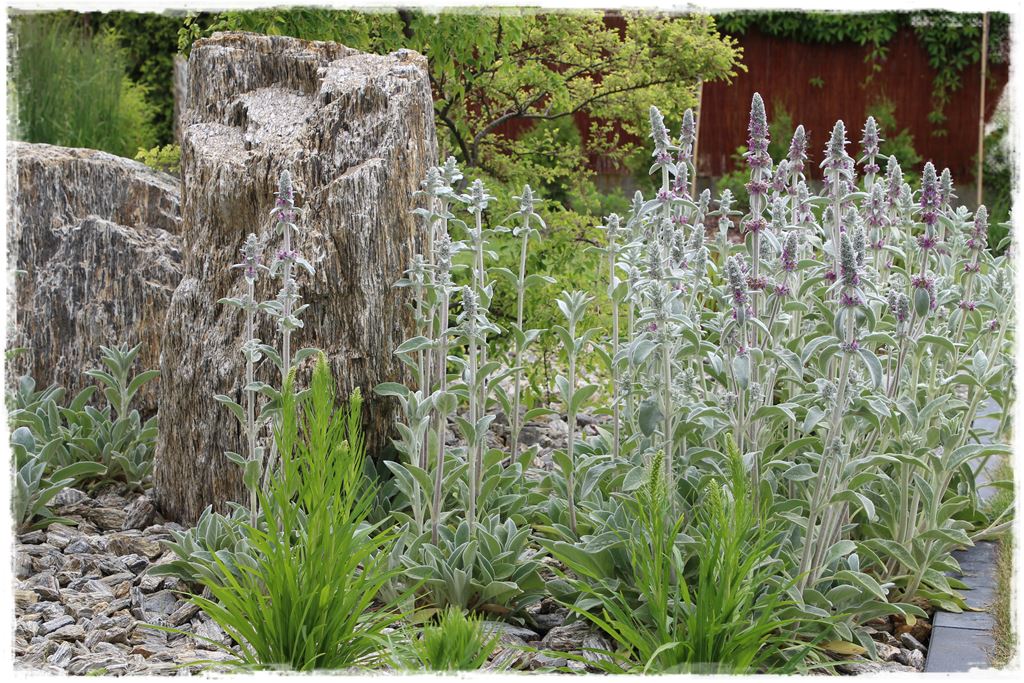 Rośliny odporne na suszę 58