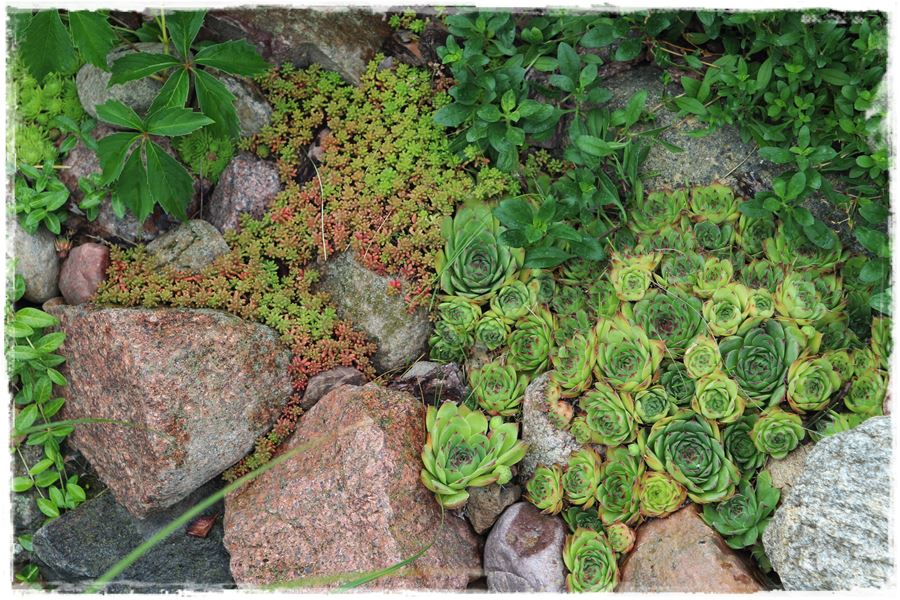 Rośliny odporne na suszę 6