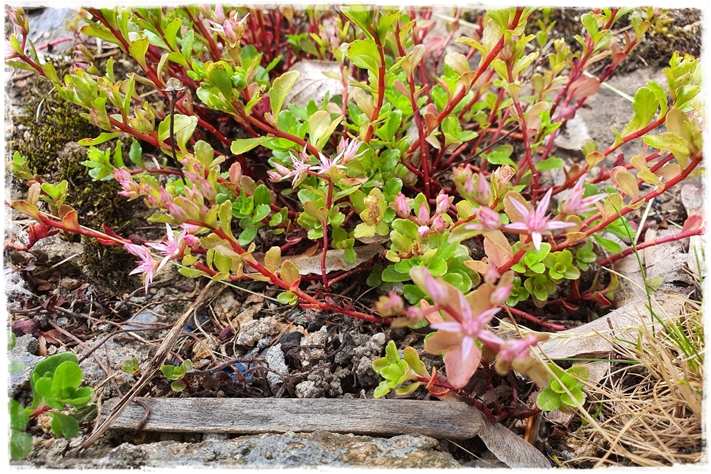 Rośliny odporne na suszę 7