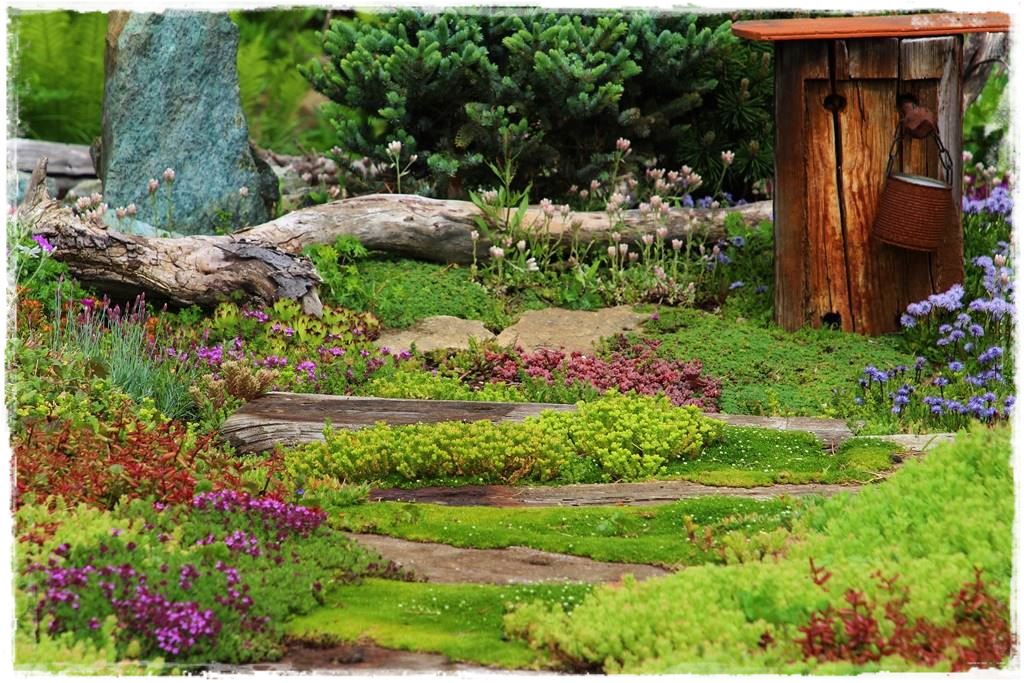 Rośliny odporne na suszę 8