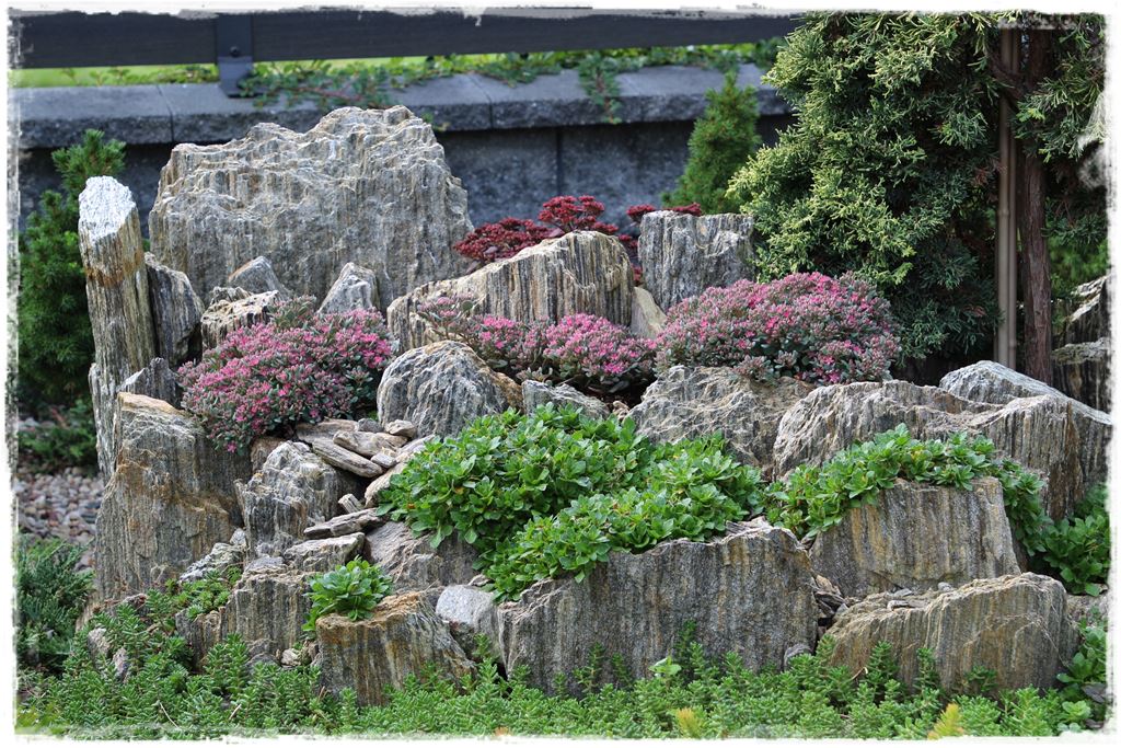 Rośliny odporne na suszę 9