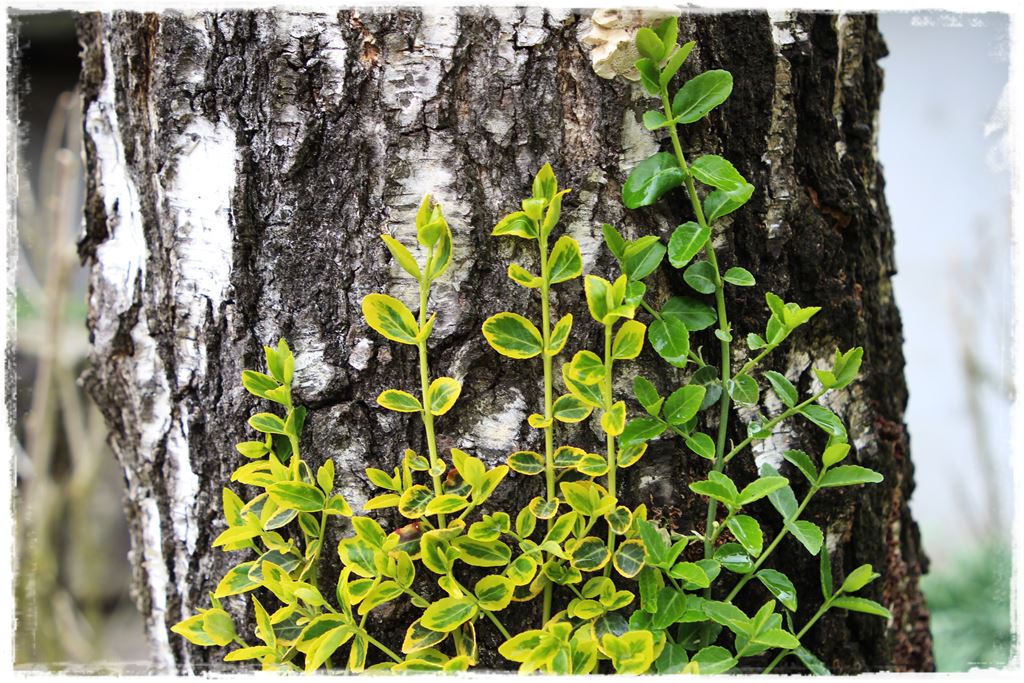 Rośliny pnące 9b