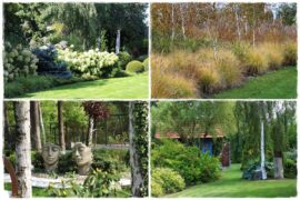 Brzoza w ogrodzie aranżacje 1