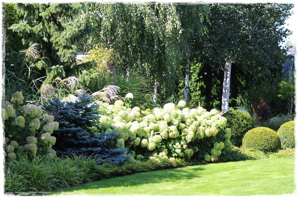 Brzoza w ogrodzie aranżacje 101 Brzoza w ogrodzie aranżacje 101