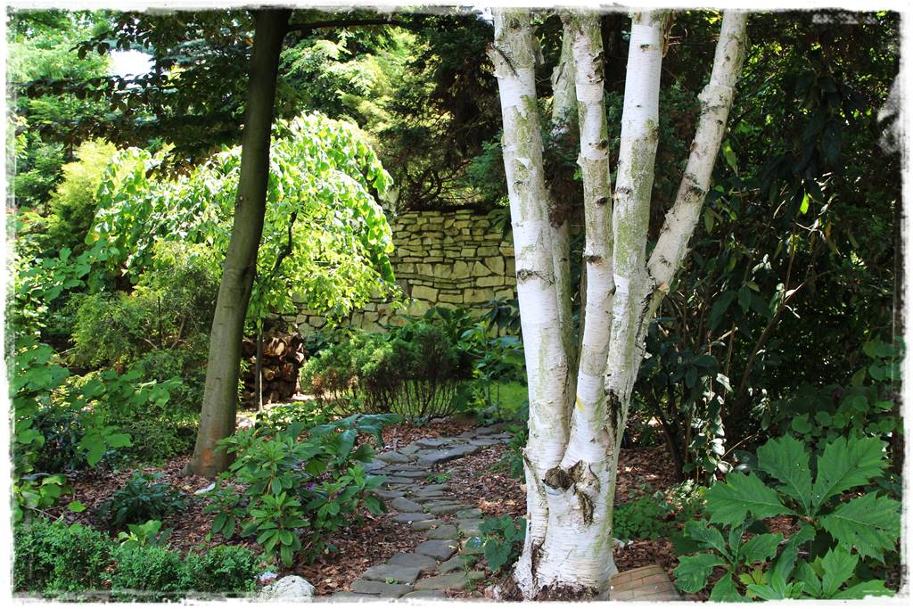 Brzoza w ogrodzie aranżacje 11 Brzoza w ogrodzie aranżacje 11