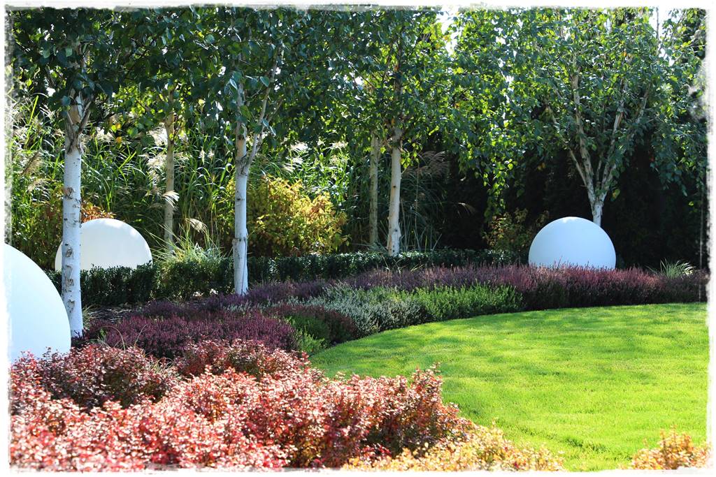 Brzoza w ogrodzie aranżacje 120 Brzoza w ogrodzie aranżacje 120