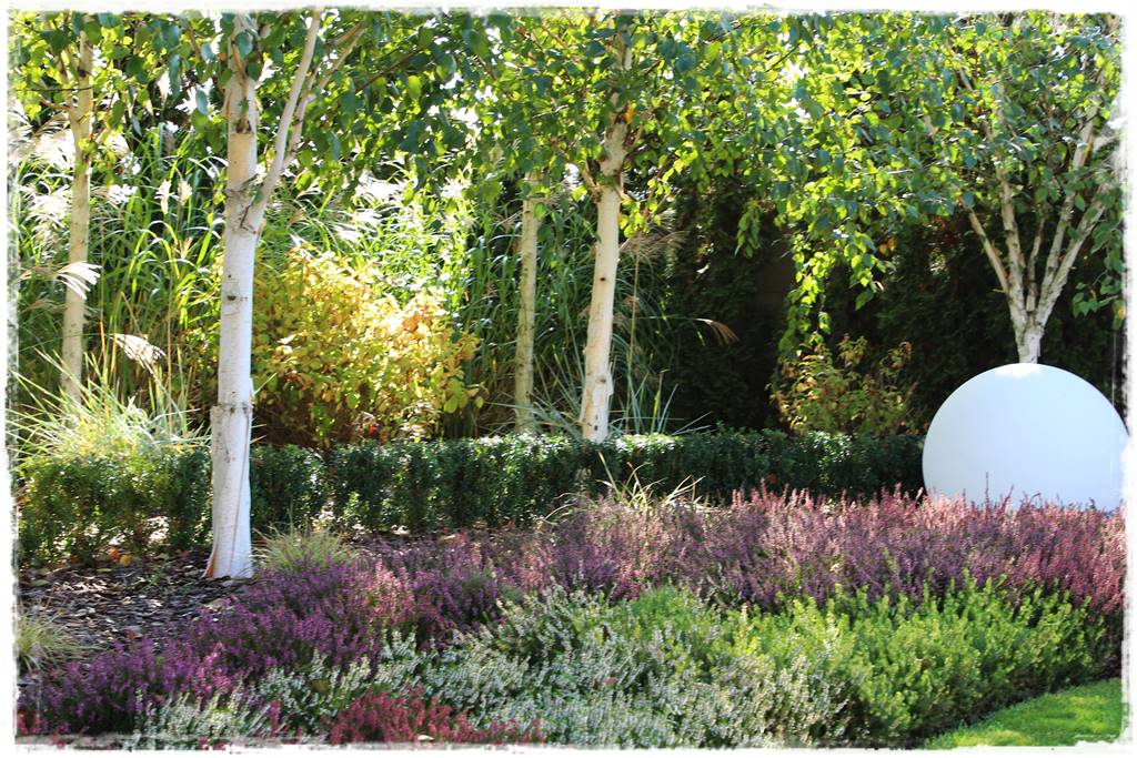 Brzoza w ogrodzie aranżacje 121 Brzoza w ogrodzie aranżacje 121