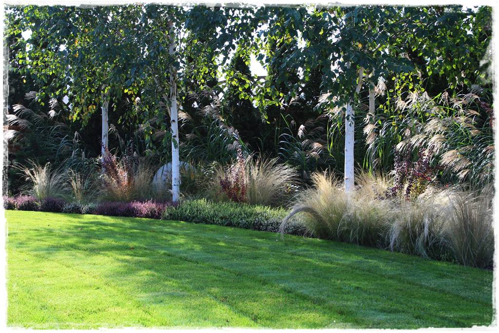 Brzoza w ogrodzie aranżacje 122 Brzoza w ogrodzie aranżacje 122