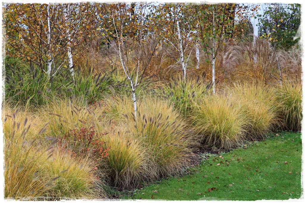 Brzoza w ogrodzie aranżacje 125 Brzoza w ogrodzie aranżacje 125