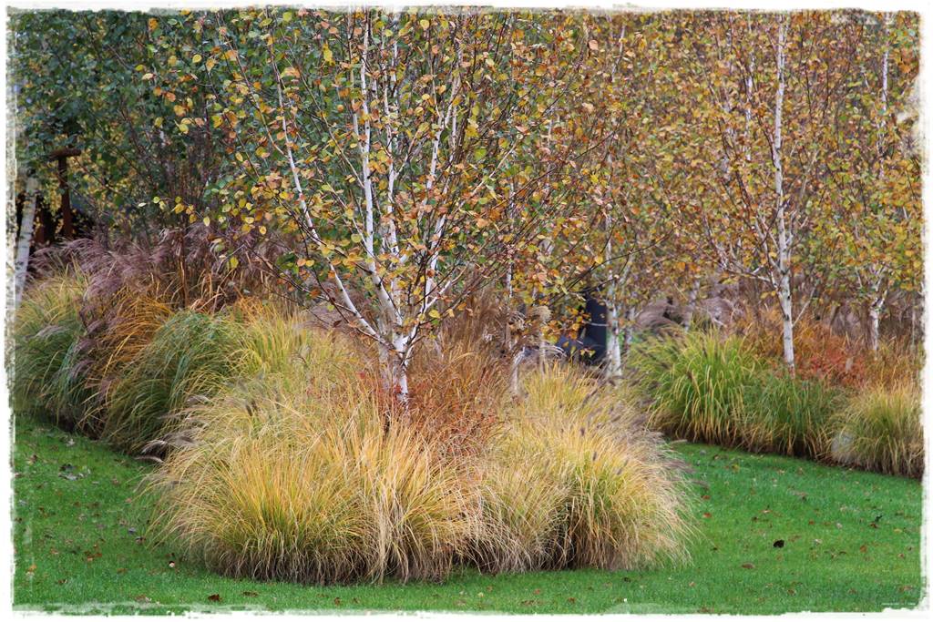 Brzoza w ogrodzie aranżacje 127 Brzoza w ogrodzie aranżacje 127