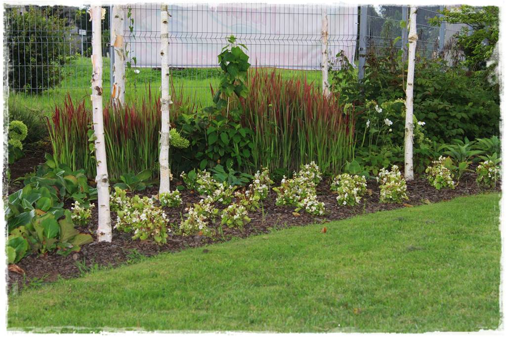 Brzoza w ogrodzie aranżacje 13