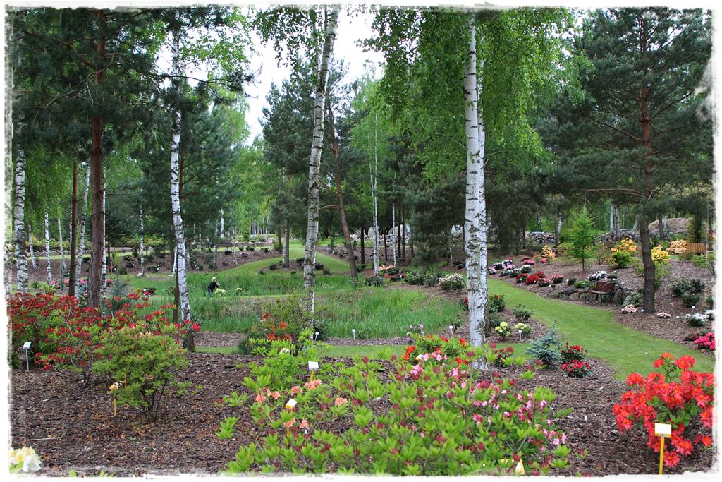 Brzoza w ogrodzie aranżacje 130 Brzoza w ogrodzie aranżacje 130