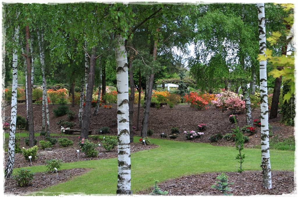 Brzoza w ogrodzie aranżacje 131 Brzoza w ogrodzie aranżacje 131