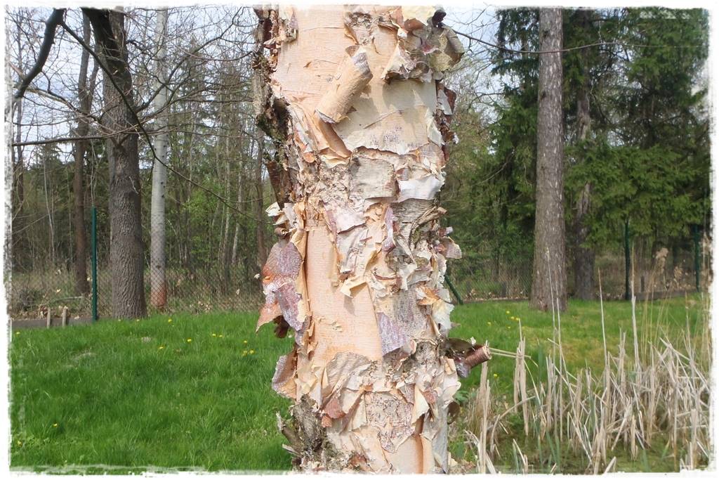 Brzoza w ogrodzie aranżacje 14 Brzoza w ogrodzie aranżacje 14