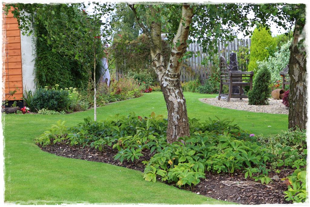 Brzoza w ogrodzie aranżacje 141 Brzoza w ogrodzie aranżacje 141