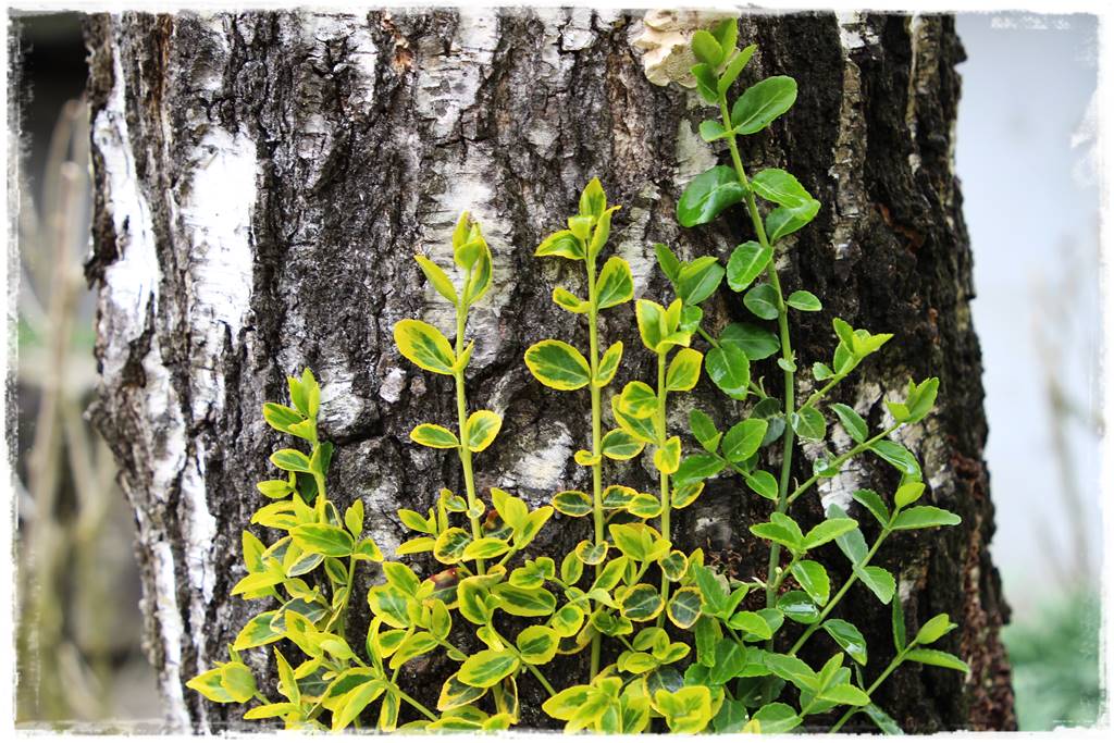 Brzoza w ogrodzie aranżacje 161 Brzoza w ogrodzie aranżacje 161