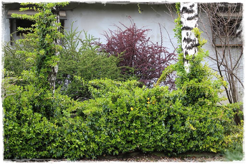 Brzoza w ogrodzie aranżacje 162 Brzoza w ogrodzie aranżacje 162