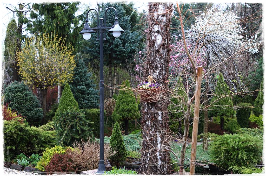 Brzoza w ogrodzie aranżacje 163 Brzoza w ogrodzie aranżacje 163