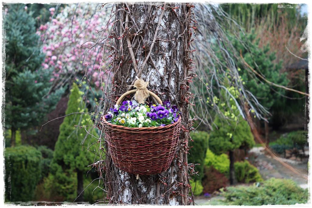 Brzoza w ogrodzie aranżacje 164 Brzoza w ogrodzie aranżacje 164