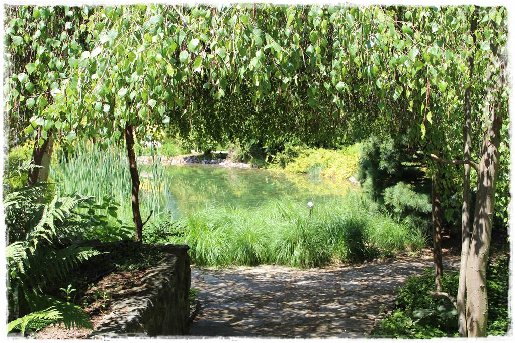 Brzoza w ogrodzie aranżacje 170 Brzoza w ogrodzie aranżacje 170