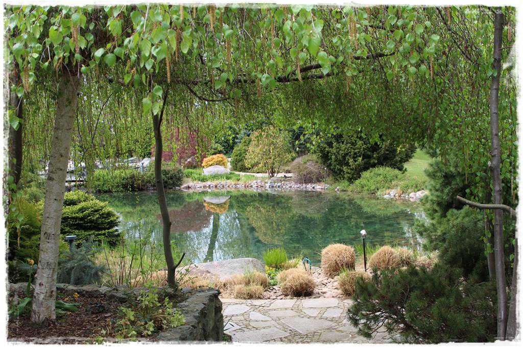 Brzoza w ogrodzie aranżacje 171 Brzoza w ogrodzie aranżacje 171