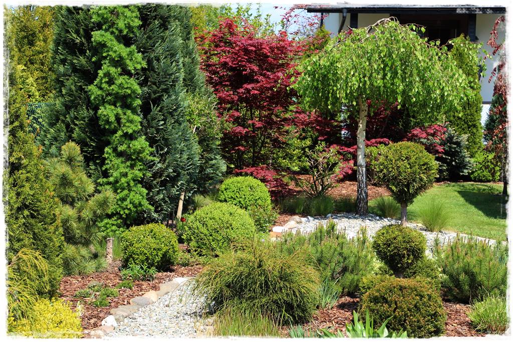 Brzoza w ogrodzie aranżacje 181 Brzoza w ogrodzie aranżacje 181