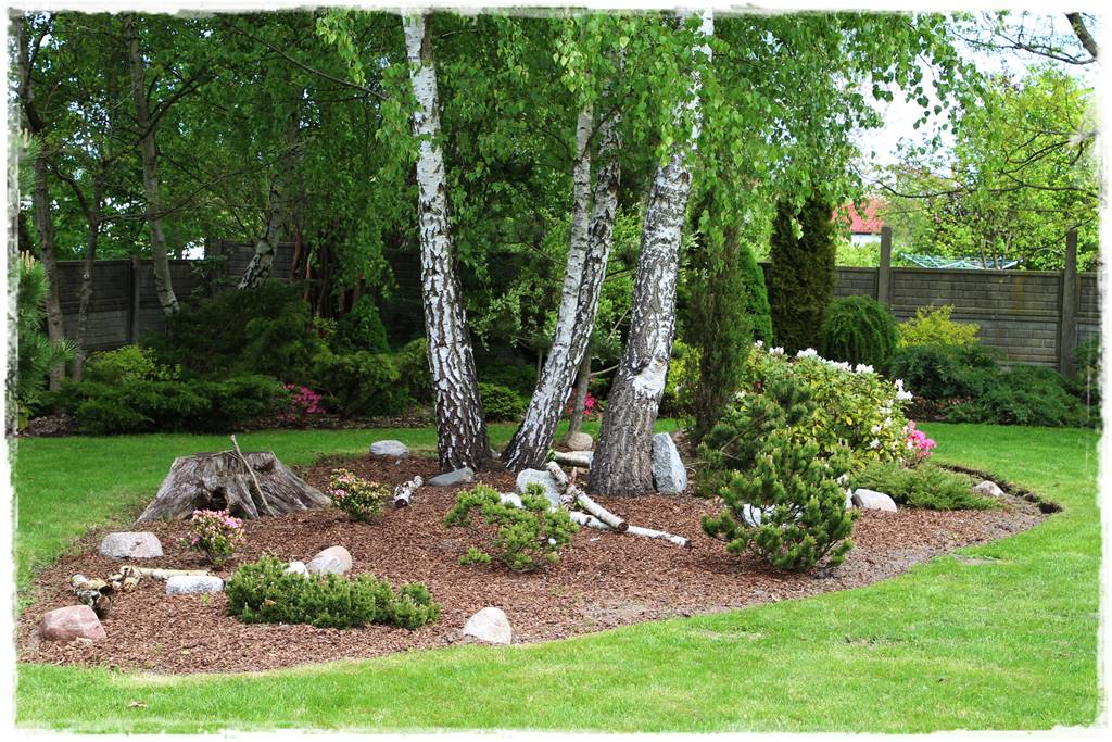 Brzoza w ogrodzie aranżacje 190 Brzoza w ogrodzie aranżacje 190