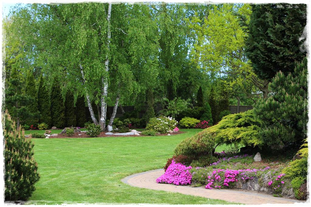 Brzoza w ogrodzie aranżacje 191 Brzoza w ogrodzie aranżacje 191