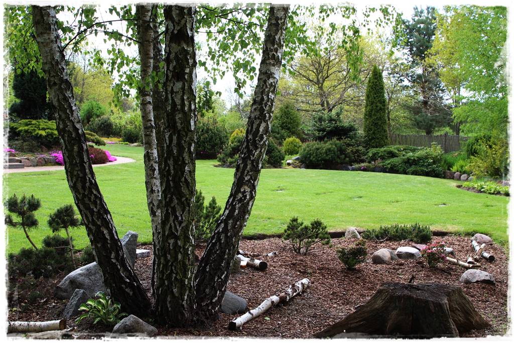 Brzoza w ogrodzie aranżacje 192 Brzoza w ogrodzie aranżacje 192