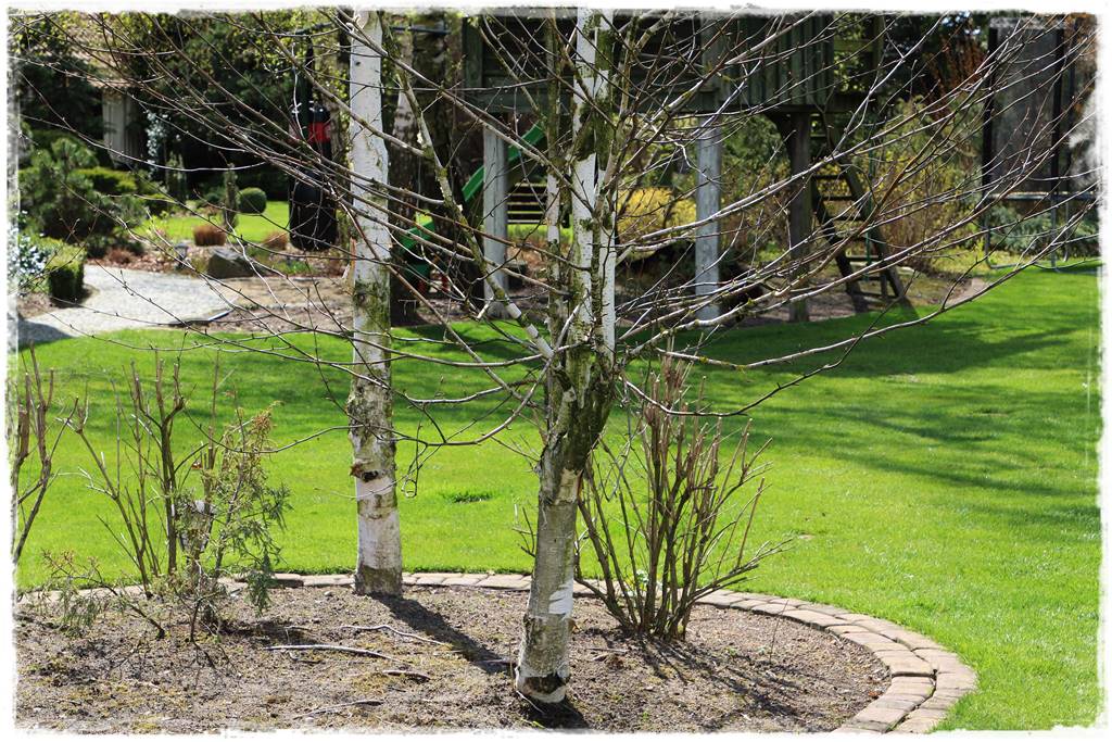 Brzoza w ogrodzie aranżacje 194 Brzoza w ogrodzie aranżacje 194