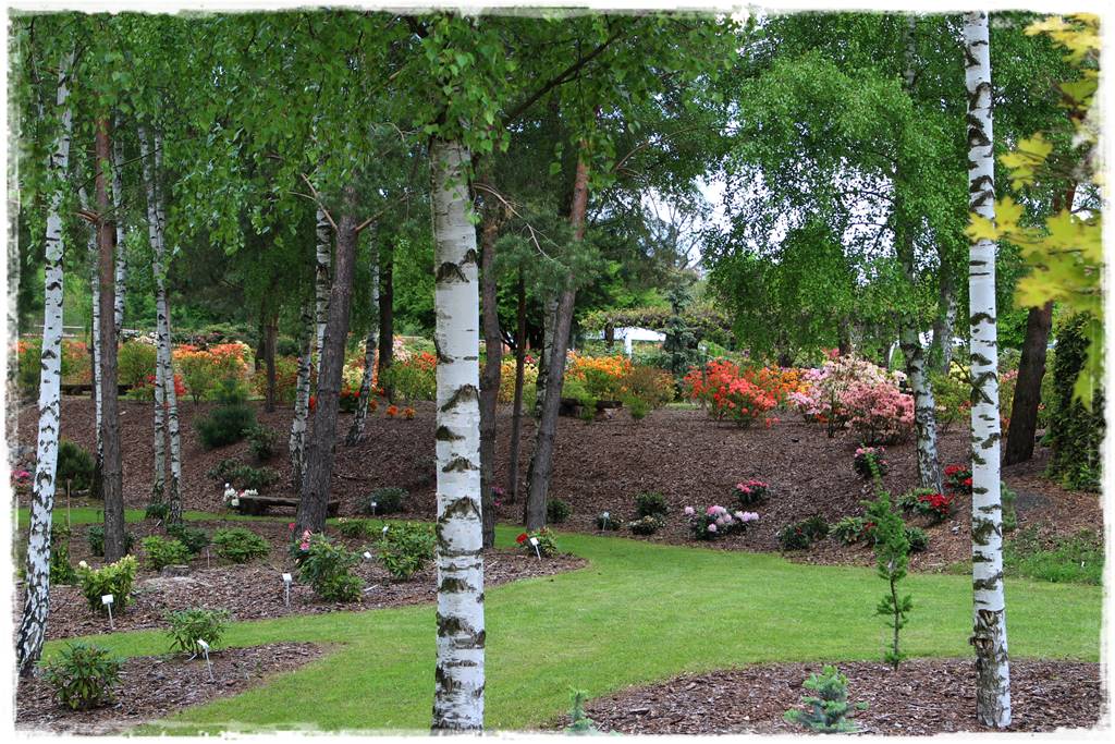 Brzoza w ogrodzie aranżacje 2 Brzoza w ogrodzie aranżacje 2