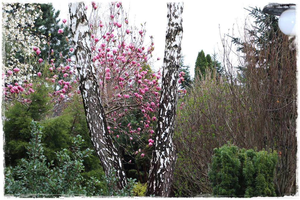 Brzoza w ogrodzie aranżacje 3 Brzoza w ogrodzie aranżacje 3